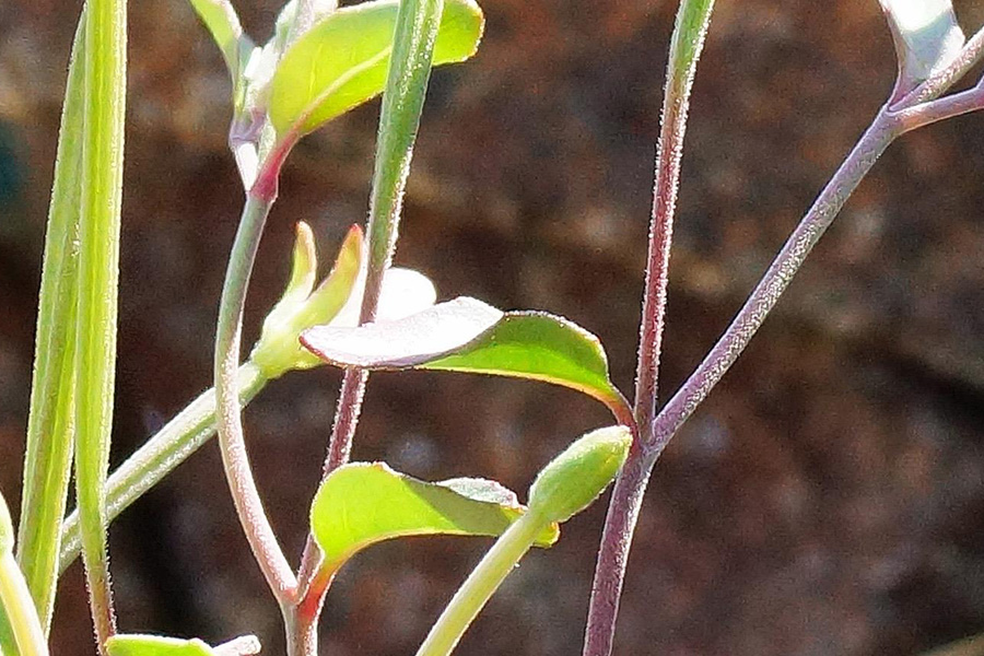 Epilobium collinum / Epilobio di collina